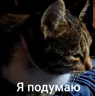 Sticker 🤔 Котишочки от @auto_lose