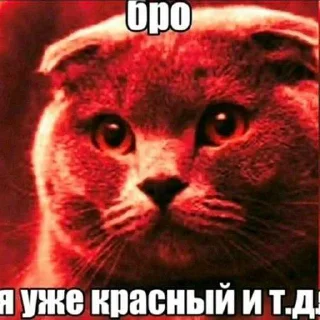 Video sticker 😡 Котишочки от @auto_lose