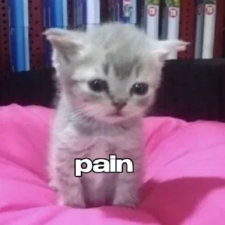 Video sticker 🥲 EDEN