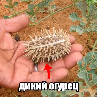Telegram stiker 🥒 Больше стиков тут: @stikery4