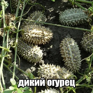 Video sticker 🥒 Больше стиков тут: @stikery4