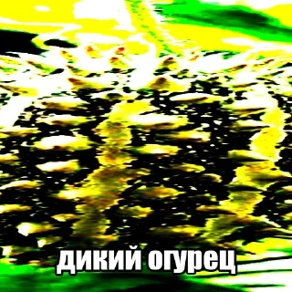 Telegram stiker 🥒 Больше стиков тут: @stikery4