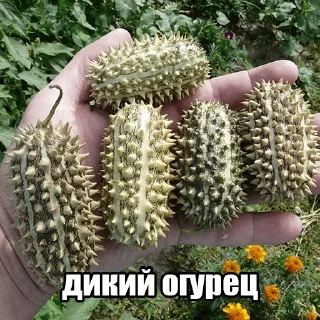 Video sticker 🥒 Больше стиков тут: @stikery4