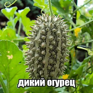 Video sticker 🥒 Больше стиков тут: @stikery4
