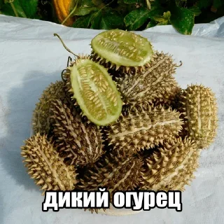 Sticker 🥒 Больше стиков тут: @stikery4