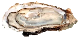 Video sticker 🦪 Еда :: @fStikBot