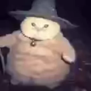 Video sticker 🌟 感觉寄几萌萌哒🐱 @QQQQQQQQQ6699