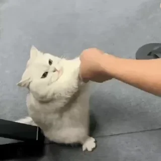 Video sticker 🌟 感觉寄几萌萌哒🐱 @QQQQQQQQQ6699