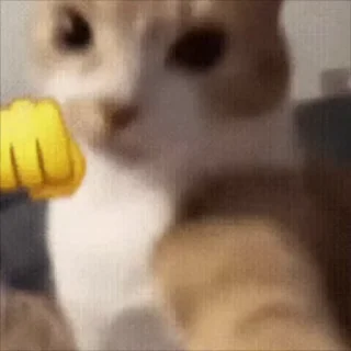 Video sticker 🌟 感觉寄几萌萌哒🐱 @QQQQQQQQQ6699