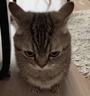 Телеграм стикер 📮 reaction images