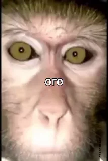 Video sticker 🤩 Манки @TgEmodziBot