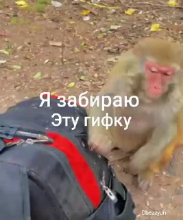 Video sticker 🤩 Манки @TgEmodziBot