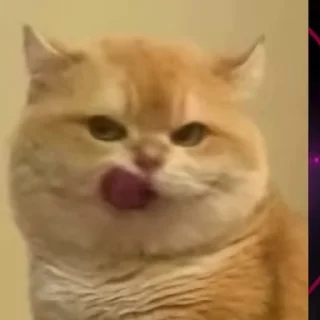 Video sticker 😂 @ast0107 official ( @moa0107 ) :: @fStikBot