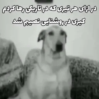 Video sticker 🐶 N