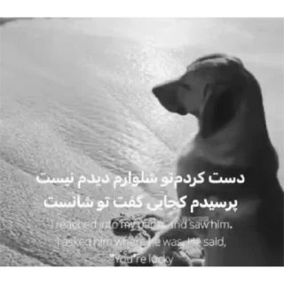 Telegram sticker 🐶 N