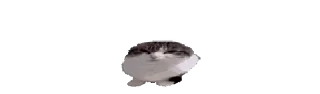 Video sticker 🌟 дебилойды | @m666wer :: @fStikBot