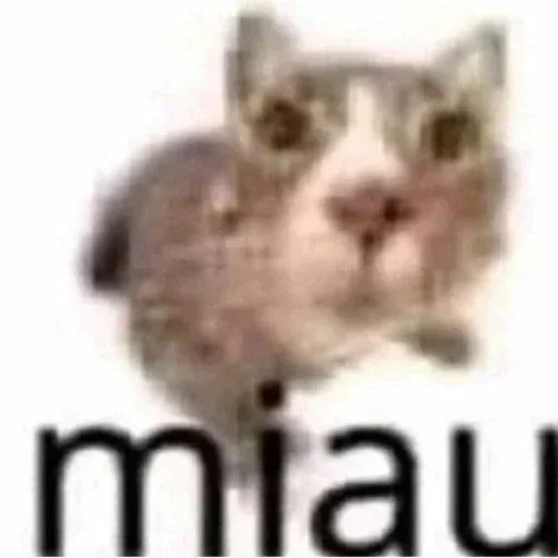 Telegram sticker 🤨 Ав ав