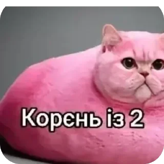 Video sticker 🐱 Ав ав