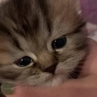 Video sticker 🥺 Cute Kitties : @Kaiixen
