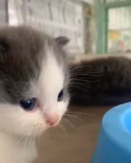 Video sticker 🐈 Cute Kitties : @Kaiixen