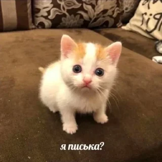 Telegram sticker 🐱 пылесборник (by @bleeegh)