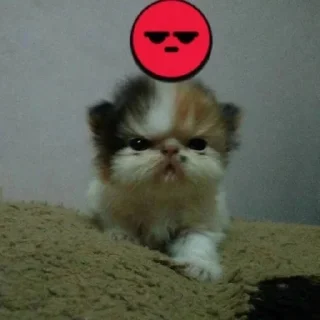 Telegram sticker 😡 пылесборник (by @bleeegh)
