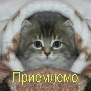 Video sticker 👍 пылесборник (by @bleeegh)