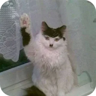 Телеграм стикер 🐱 Compilado 03 :: @fStikBot