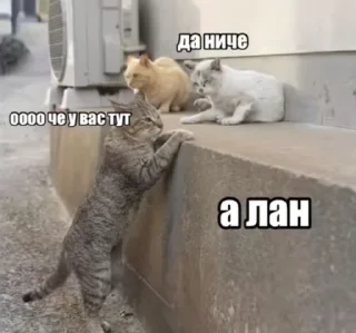 Video sticker 🤩 Атаракс 15 таблеток