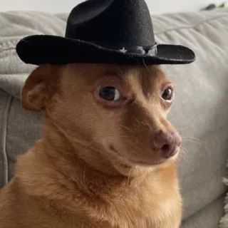 Telegram sticker 👨‍🌾 viviane