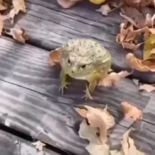 Video sticker 😂 @info_itachi