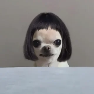 Video sticker ⭐ 치와와 대기의 변신가발쇼 @moe_sticker_bot