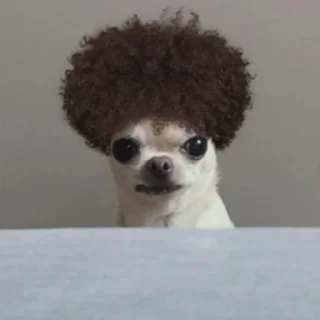 Telegram sticker ⭐ 치와와 대기의 변신가발쇼 @moe_sticker_bot