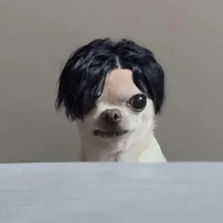 Video sticker ⭐ 치와와 대기의 변신가발쇼 @moe_sticker_bot