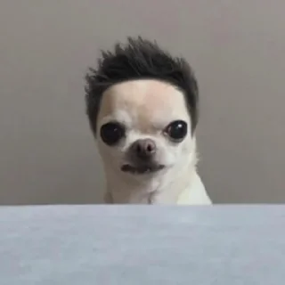 Sticker ⭐ 치와와 대기의 변신가발쇼 @moe_sticker_bot