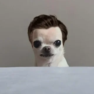 Telegram sticker ⭐ 치와와 대기의 변신가발쇼 @moe_sticker_bot