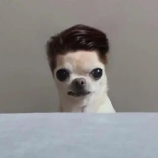 Video sticker ⭐ 치와와 대기의 변신가발쇼 @moe_sticker_bot