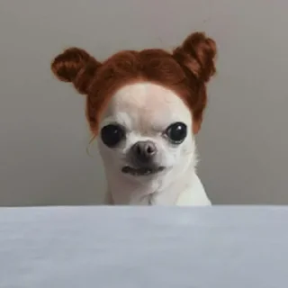 Telegram sticker ⭐ 치와와 대기의 변신가발쇼 @moe_sticker_bot