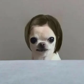 Telegram sticker ⭐ 치와와 대기의 변신가발쇼 @moe_sticker_bot