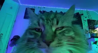 Video sticker 🕺 Video Favorite stickers :: @fStikBot