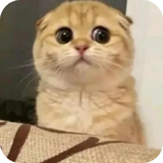 Телеграм стикер 🧸 °ℙ𝕣𝕖𝕤𝕚𝕕𝕖𝕟𝕥 𝔽𝕣𝕠𝕤𝕙™ @Froshtv01