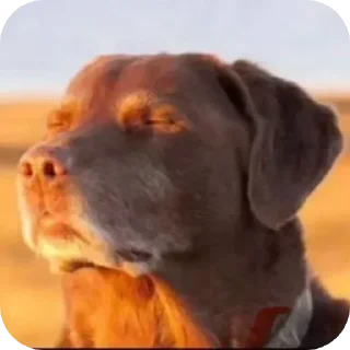 Video sticker 😮‍💨 mostafa_RX7: عشوائياتي)
