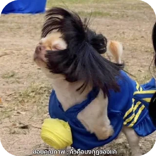 Video sticker 🧧 gift.truemoney.com