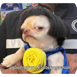 Video sticker 🧧 gift.truemoney.com