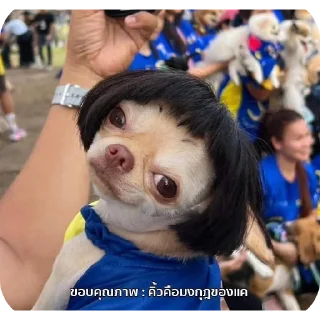 Video sticker 🧧 gift.truemoney.com