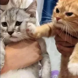 Video sticker 😠 PunyaKaney01