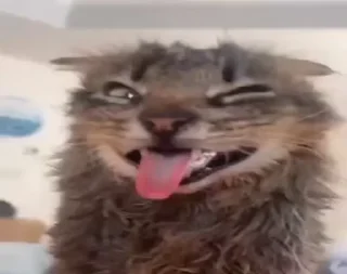 Video sticker 😜 БОМБОКЛАТ