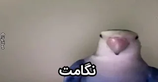 Video sticker 🤩 [@saleh0936] طوطی تخمی