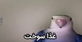 Video sticker 🤩 [@saleh0936] طوطی تخمی