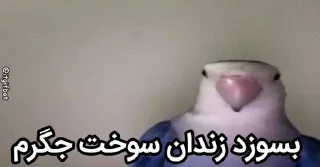 Video sticker 🤩 [@saleh0936] طوطی تخمی